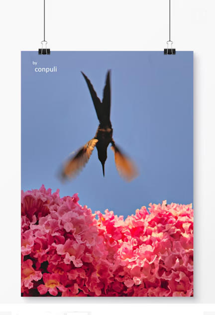 Poster Colibri e Ipe