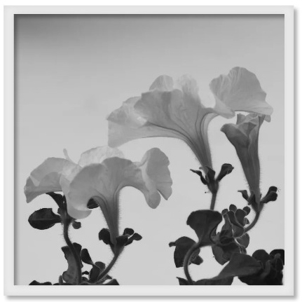 flora_5695